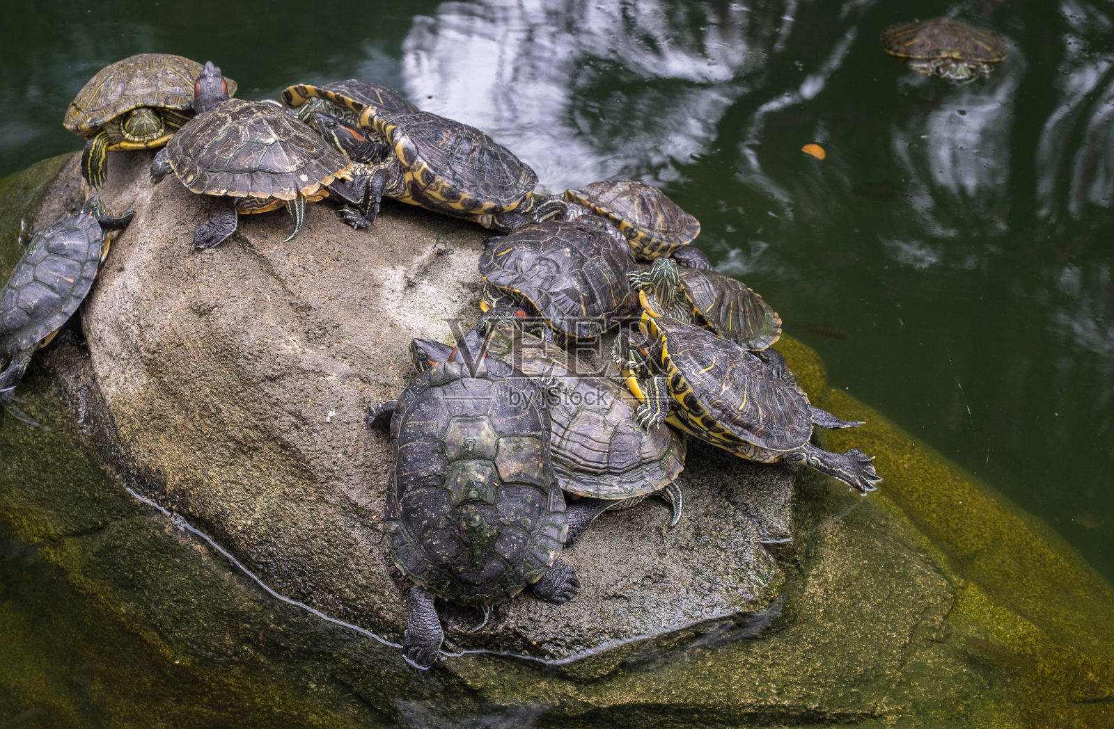 一群红耳滑龟在灰色的石头在一个池塘。照片摄影图片
