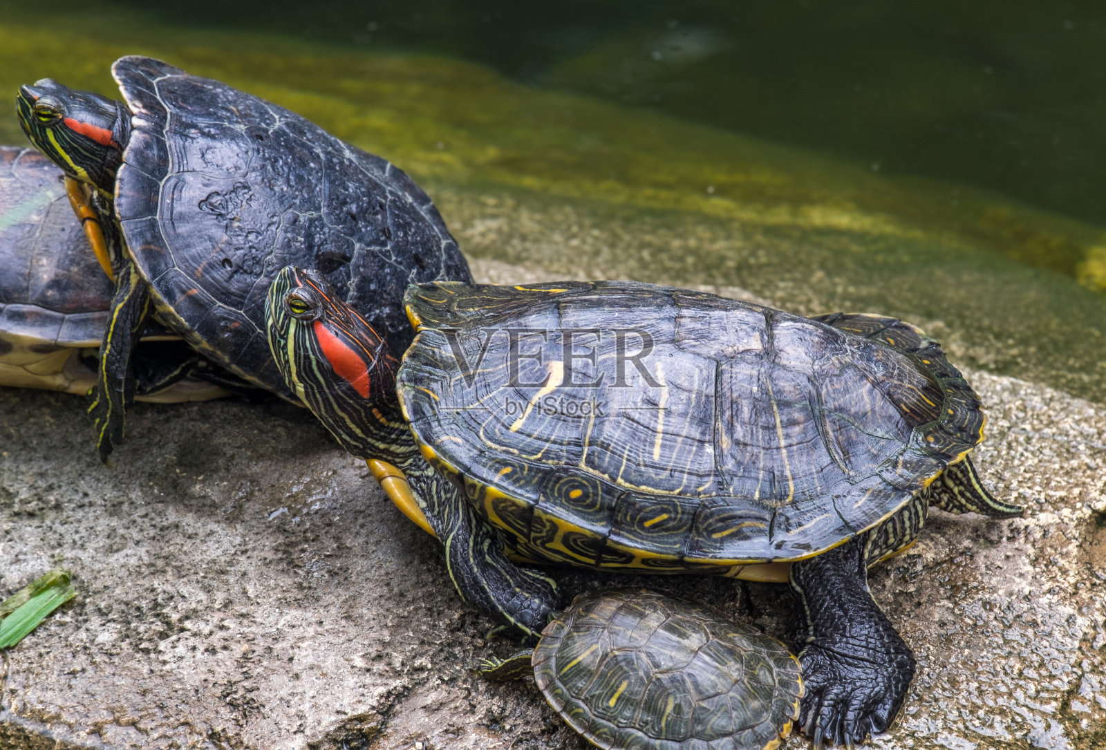 一群红耳滑龟在灰色的石头在一个池塘。照片摄影图片