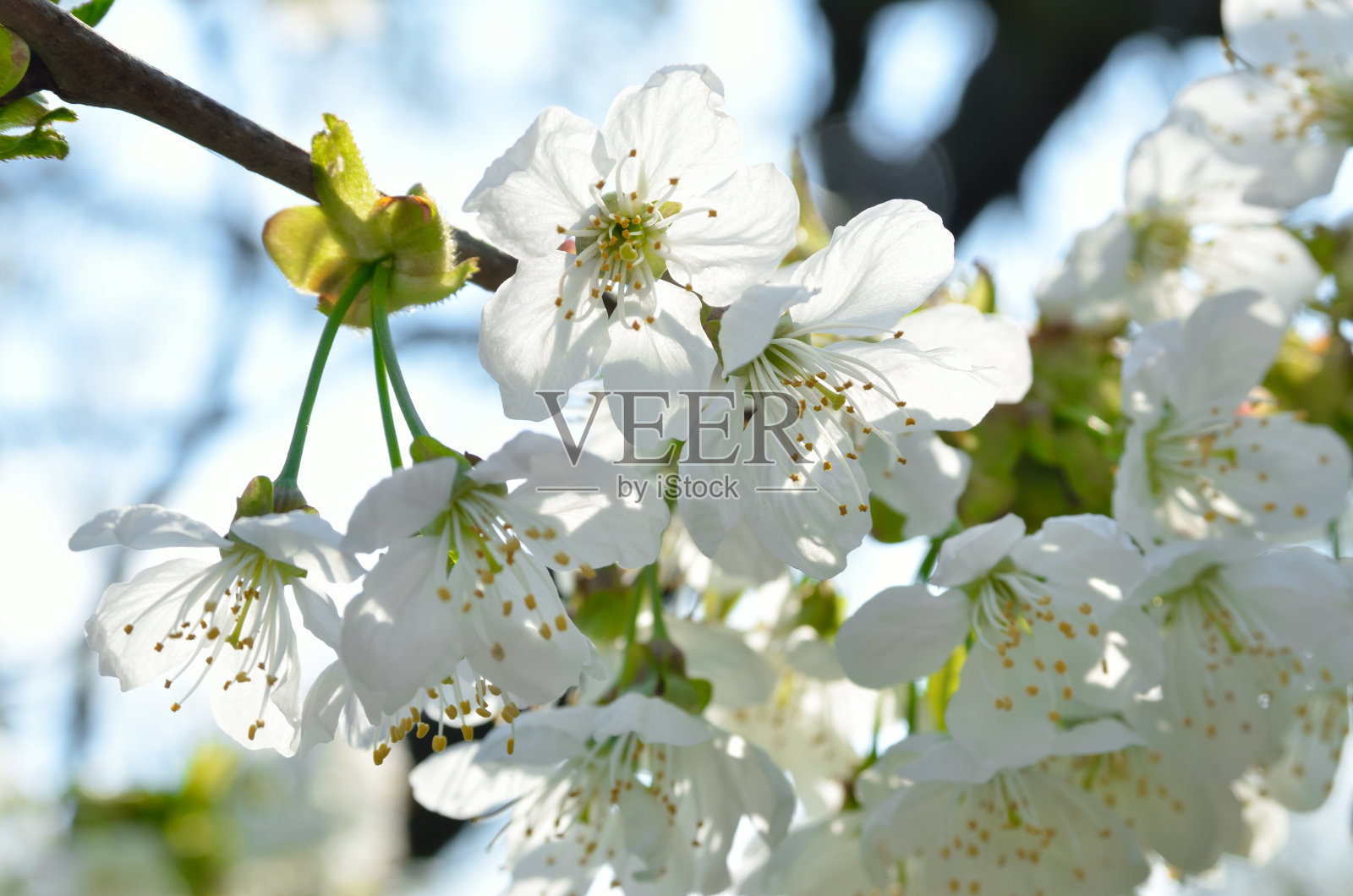 春天，白花在树枝上照片摄影图片