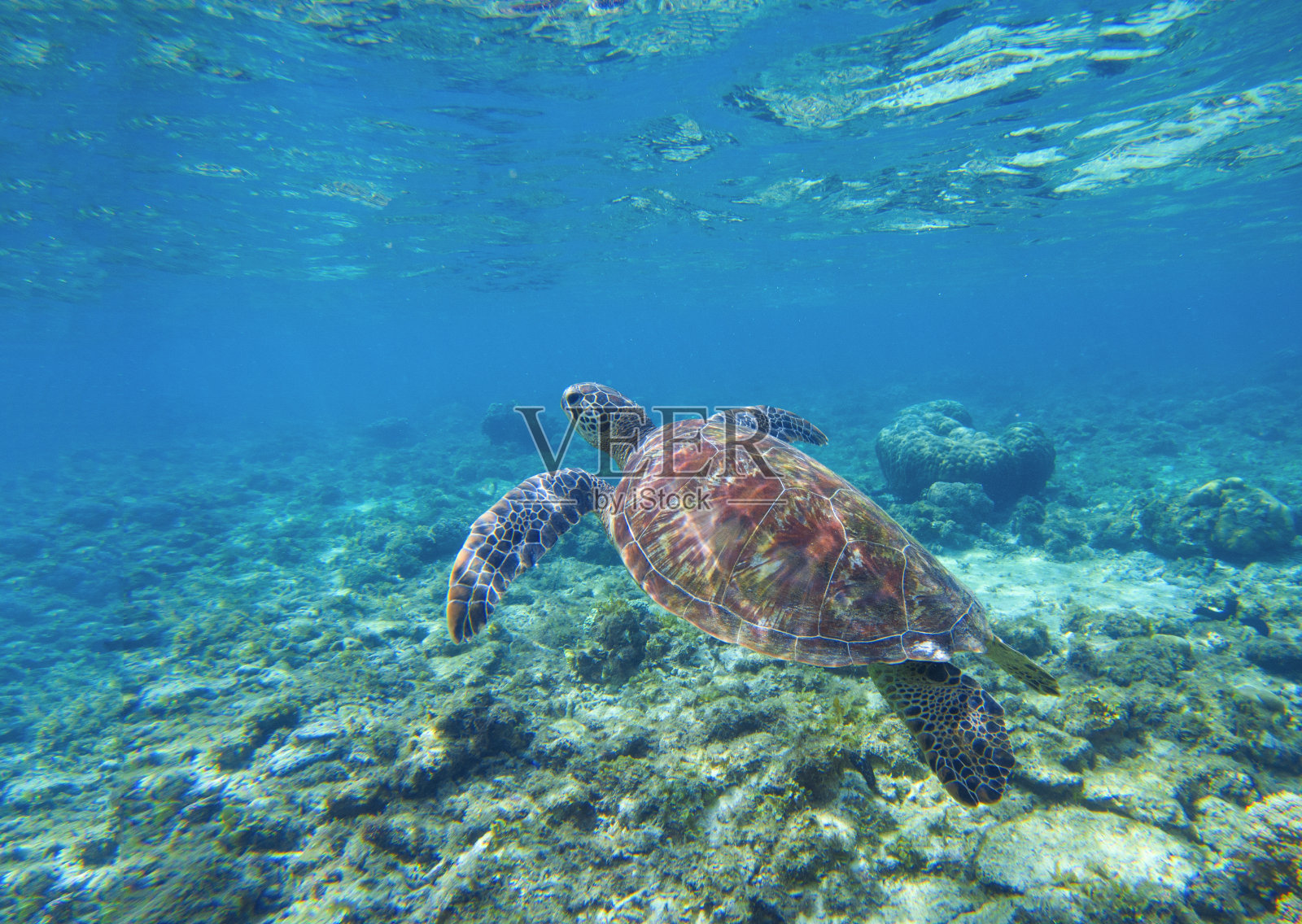 在蓝色海水中游泳的海龟。海龟浮潜照片。照片摄影图片