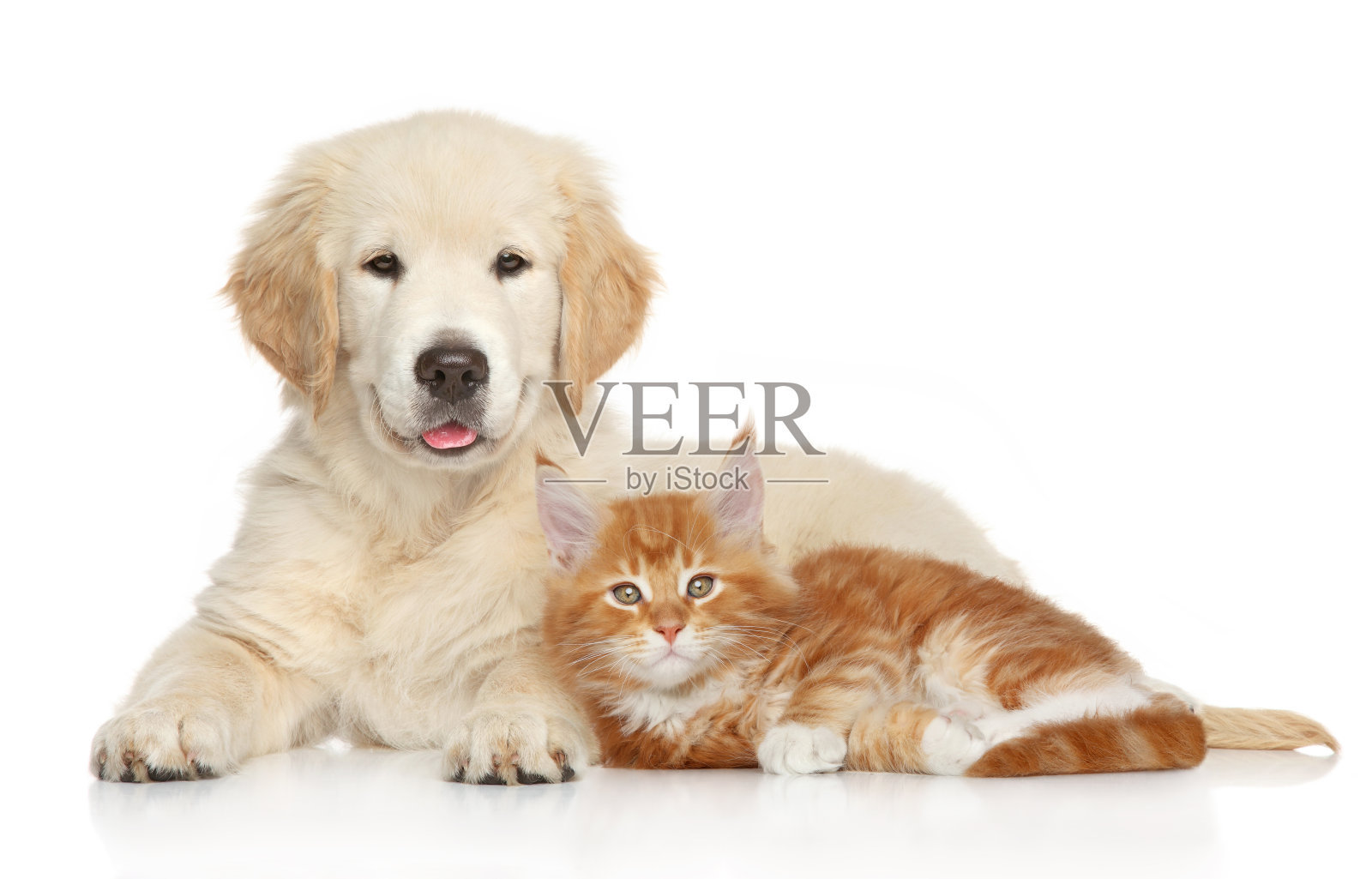 金毛小狗和姜黄色小猫照片摄影图片