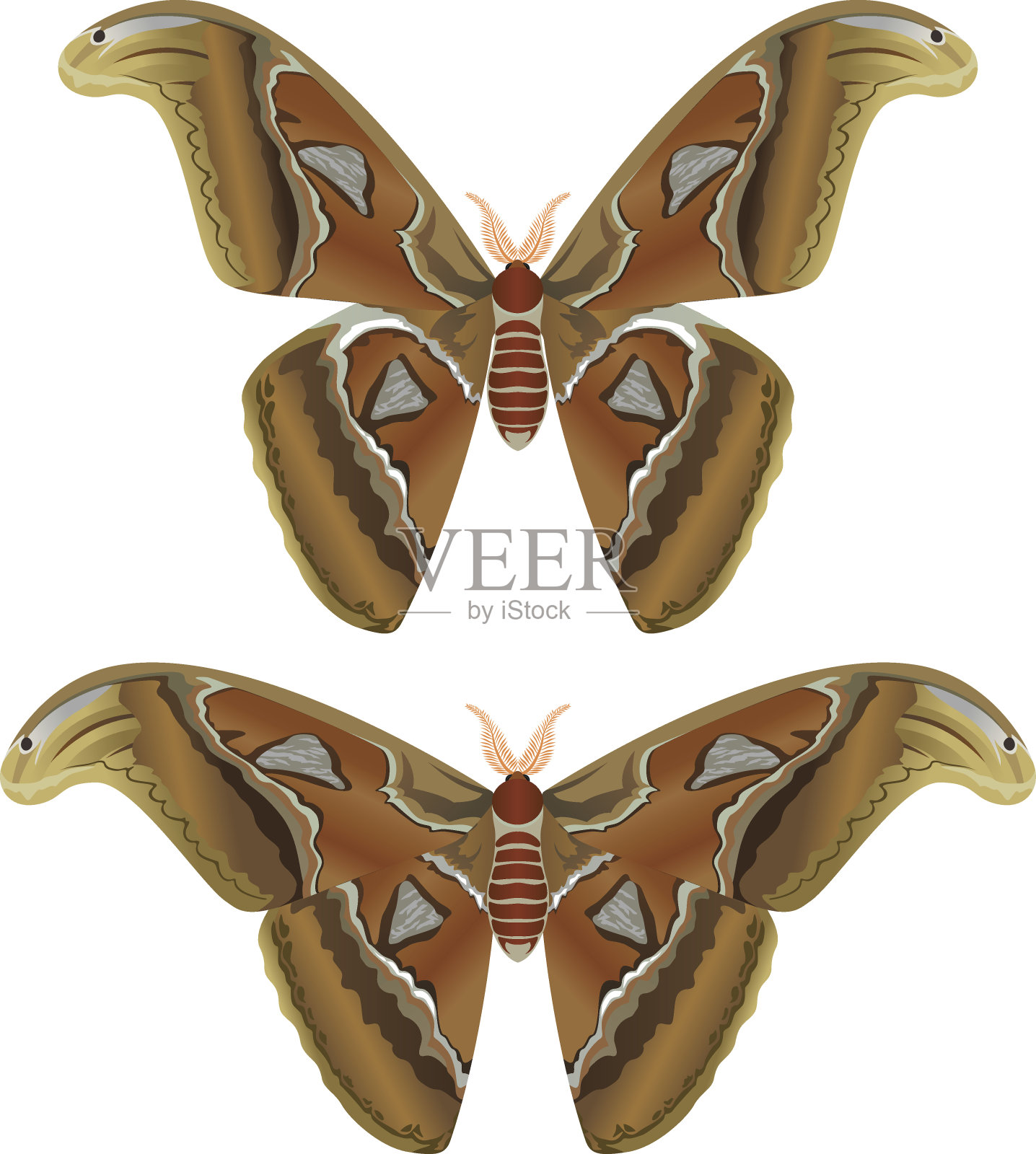 美丽的大蝴蝶，巨大的阿特拉斯蛾，阿特拉斯-矢量插图插画图片素材