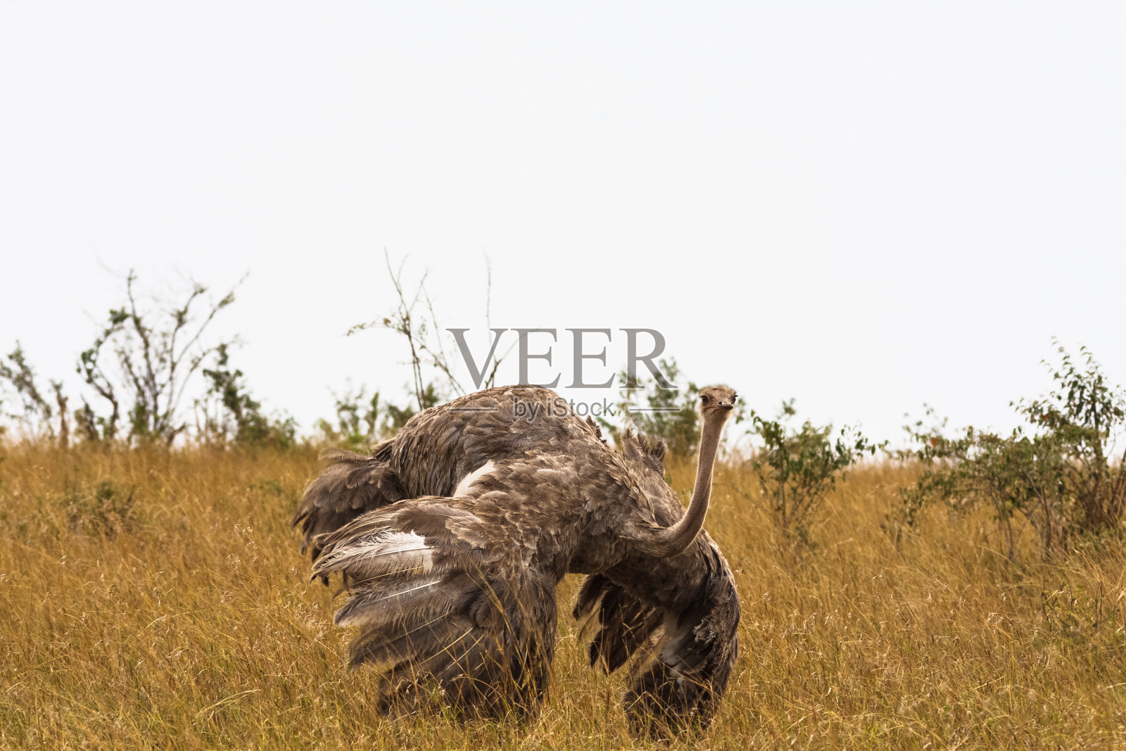 雌性非洲鸵鸟。婚姻的舞蹈。肯尼亚,非洲照片摄影图片