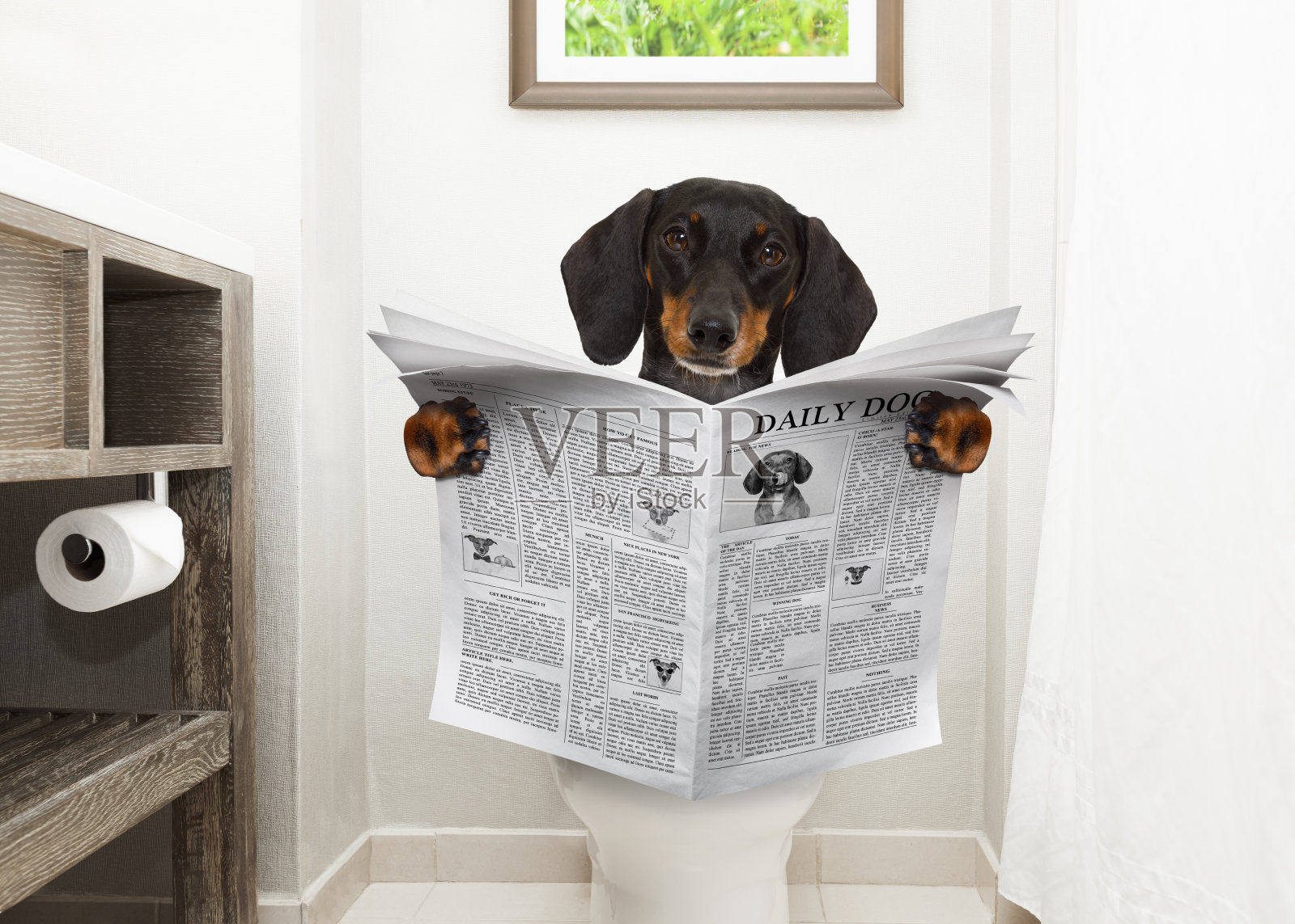 狗在马桶座上看报纸照片摄影图片