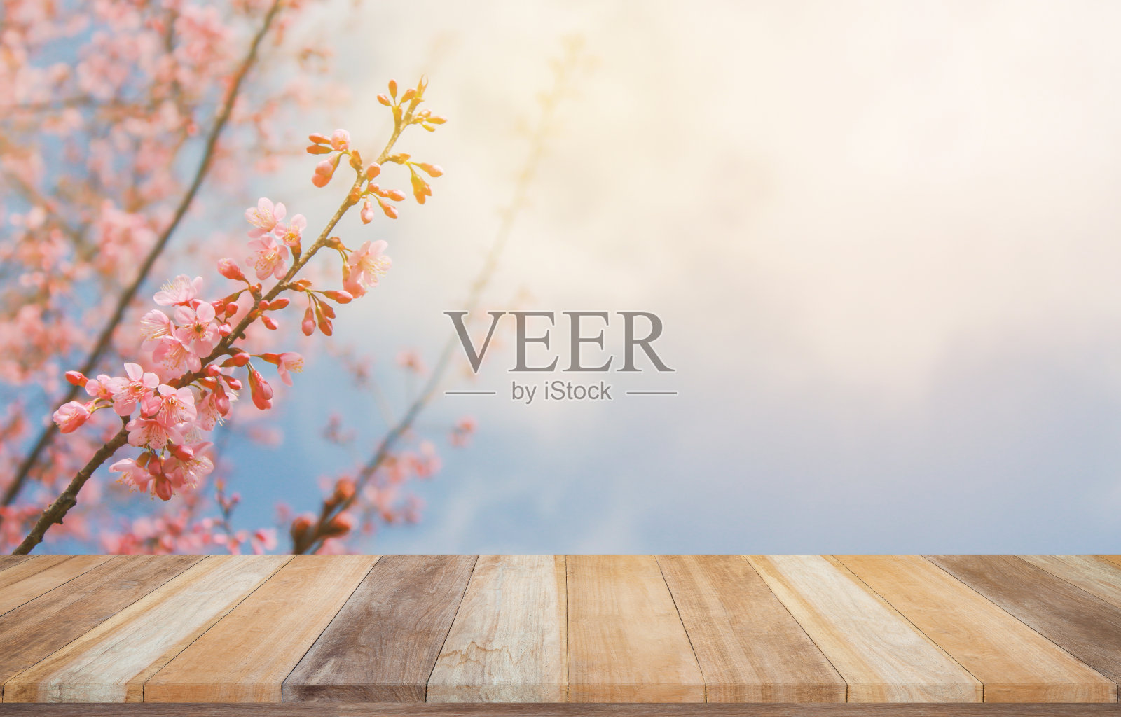 空木桌以樱花和阳光为背景，用于产品展示。照片摄影图片