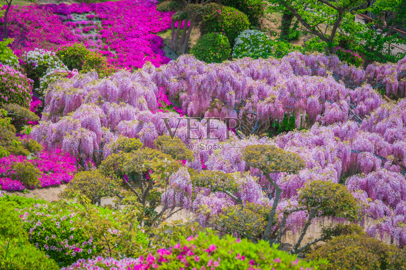 日本紫藤节在春天照片摄影图片