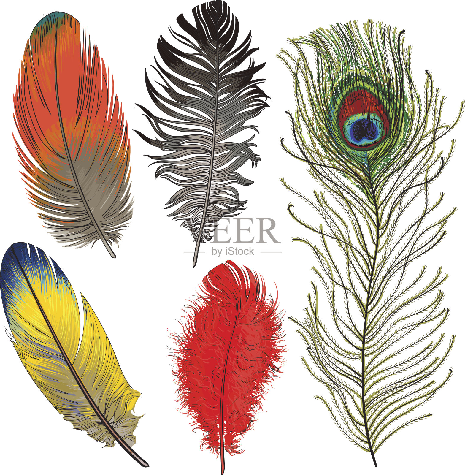 手绘一套各种多彩的鸟羽毛，矢量插图设计元素图片