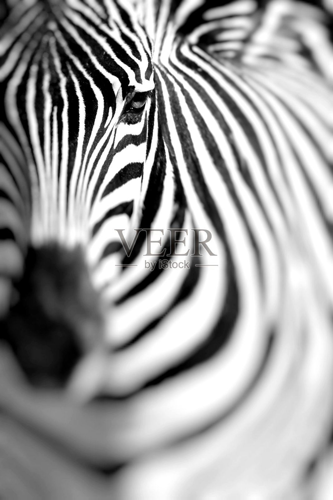 非洲热带草原上的斑马画像。坦桑尼亚的塞伦盖蒂野生动物园。有选择性的重点。照片摄影图片