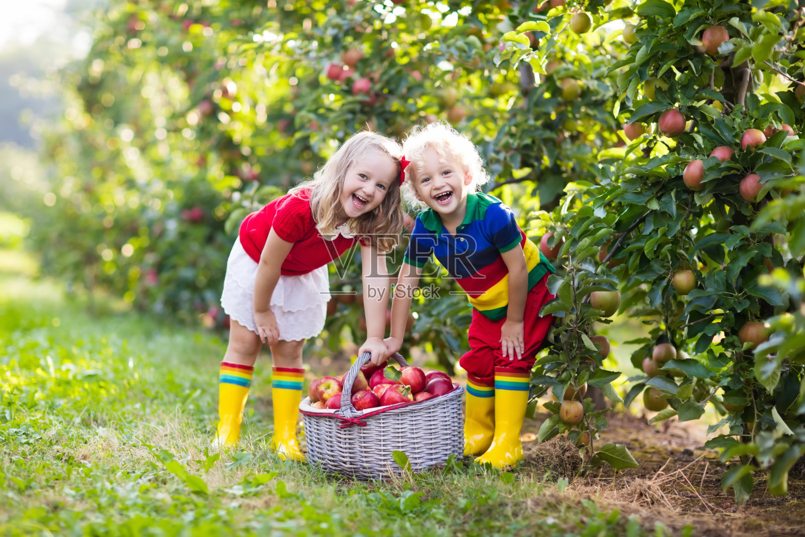 孩子们在水果园里摘苹果照片摄影图片