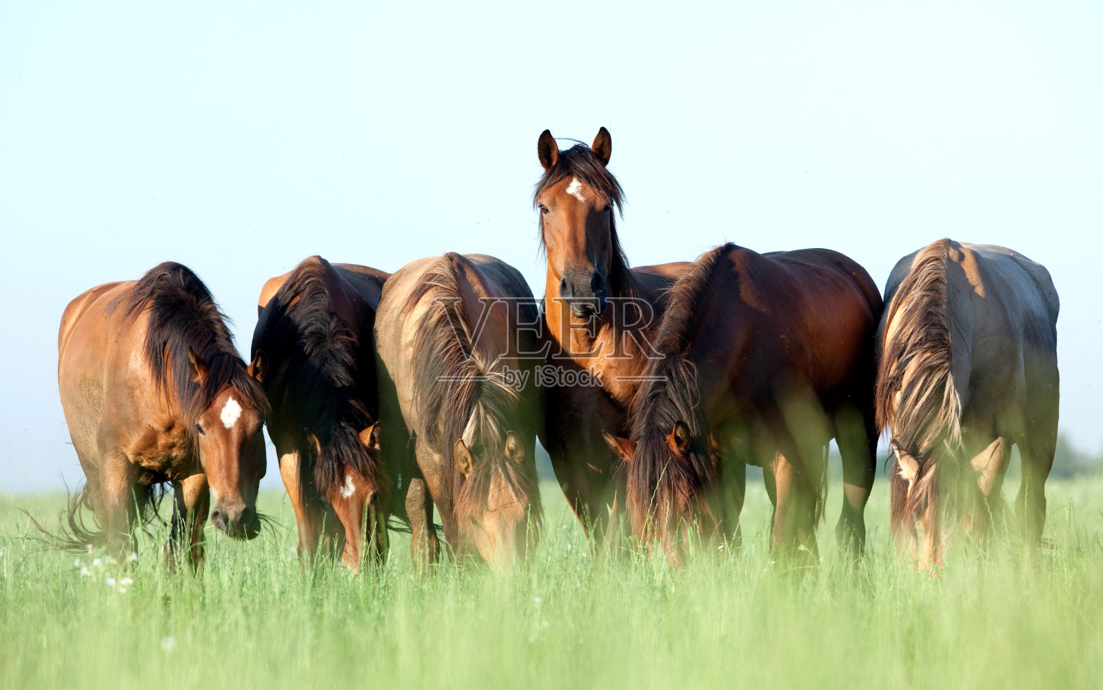 在草地上吃草的一群马照片摄影图片