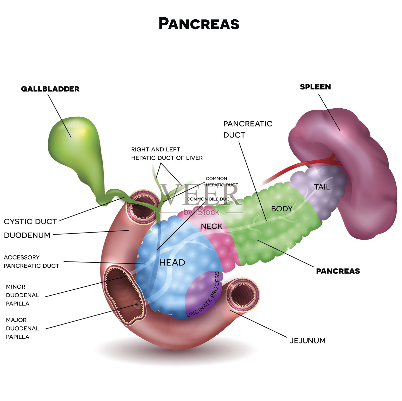 胰腺及周围器官插画图片素材