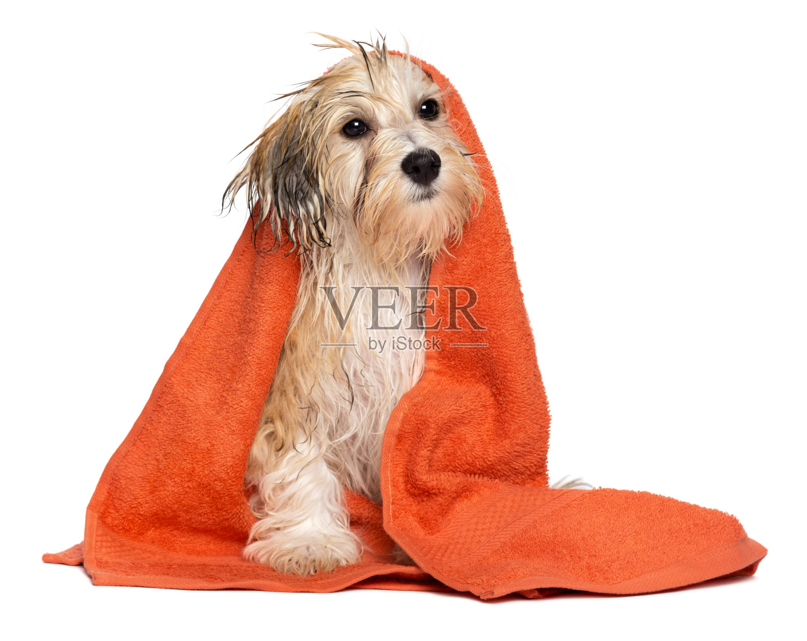 可爱的沐浴哈瓦那小狗狗与橙色毛巾照片摄影图片