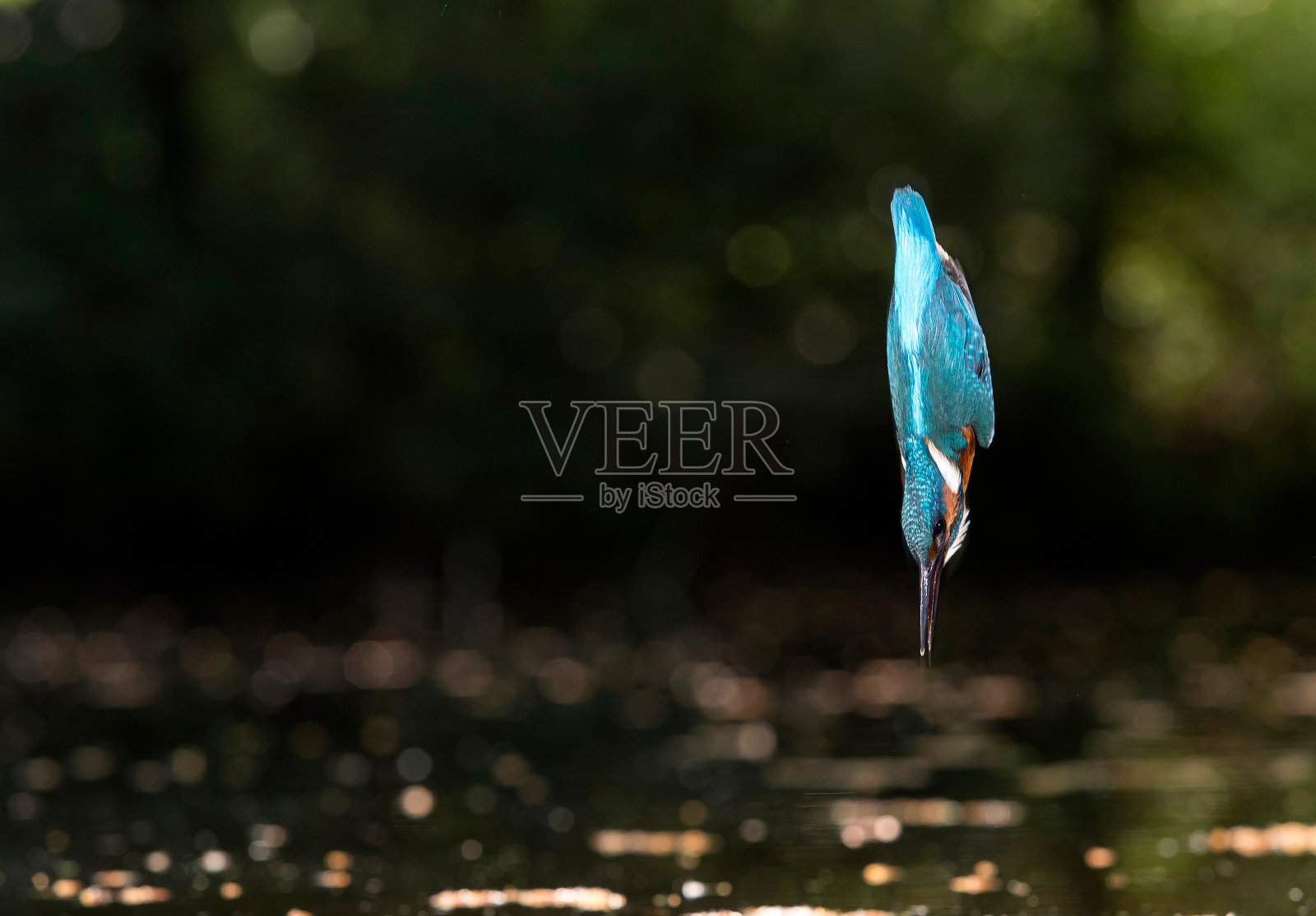 跳入水中的普通翠鸟。照片摄影图片