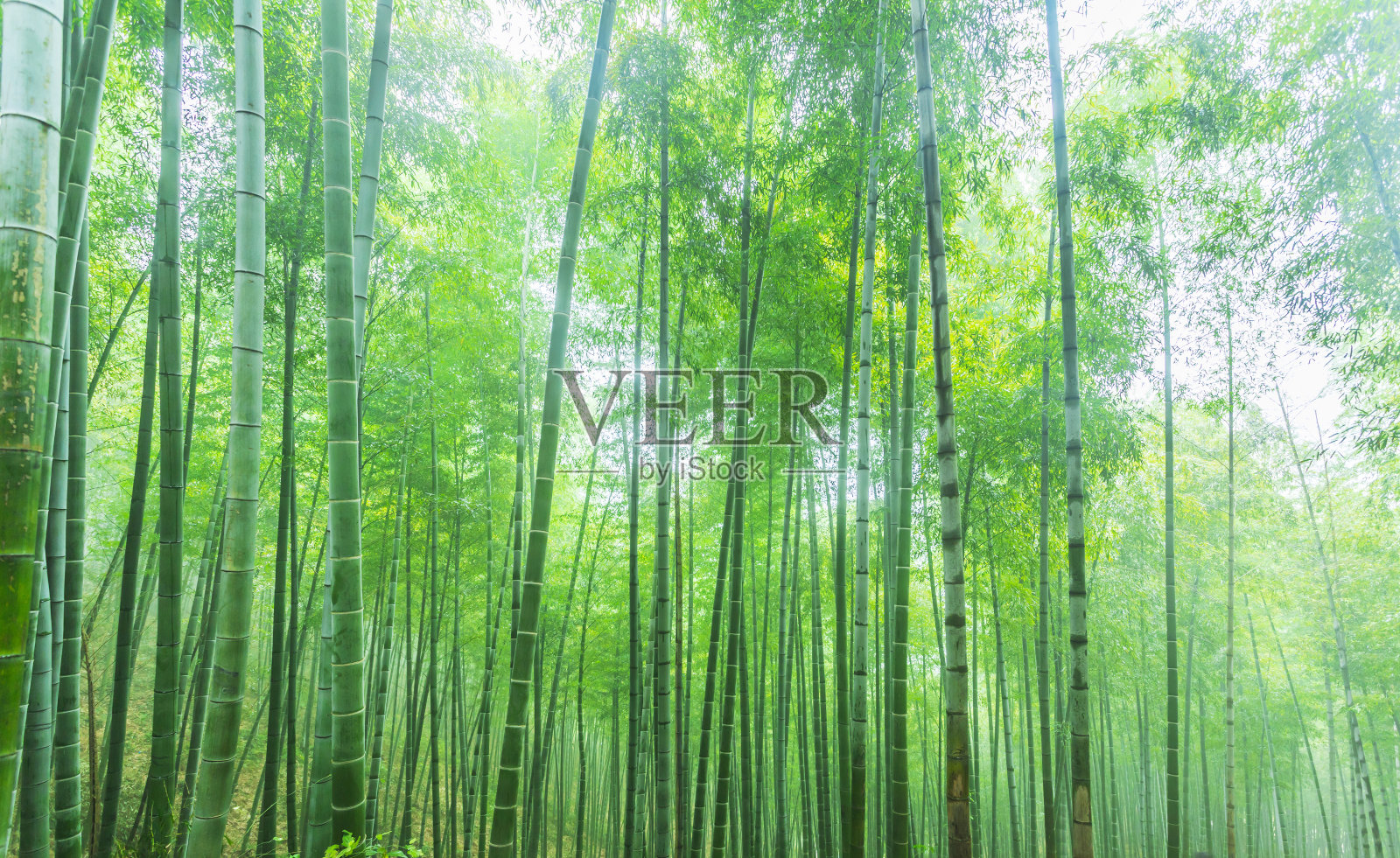 竹子照片摄影图片