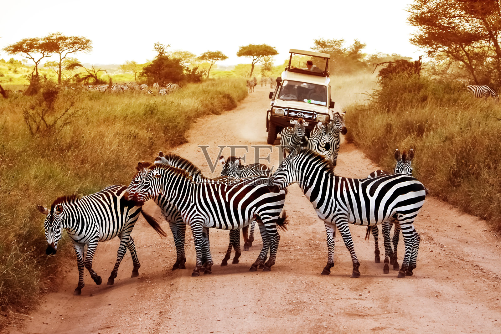 非洲，坦桑尼亚，塞伦盖蒂——2016年2月:塞伦盖蒂国家公园的斑马在吉普车前与游客。照片摄影图片