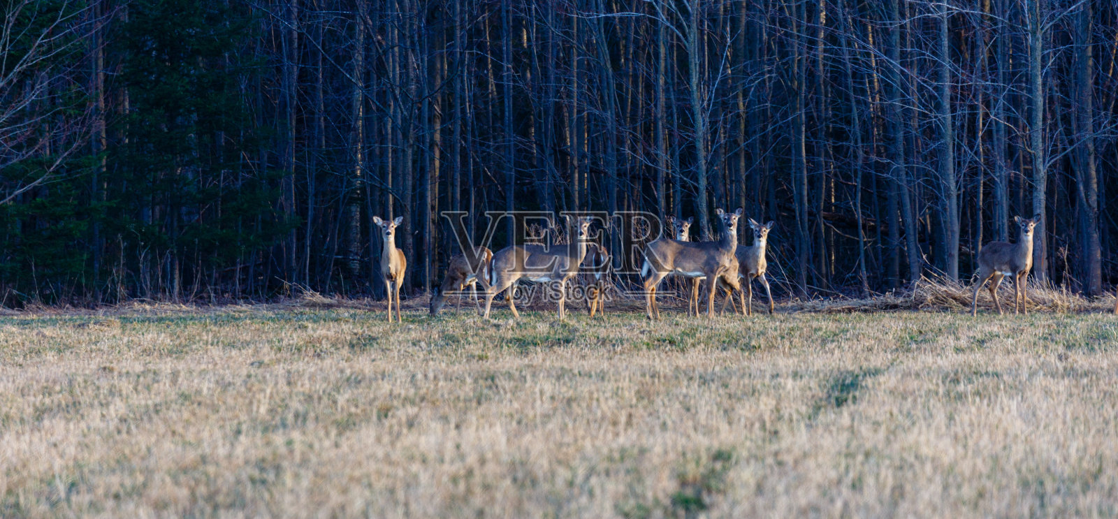 一群白尾鹿在田野的边缘准备奔跑照片摄影图片