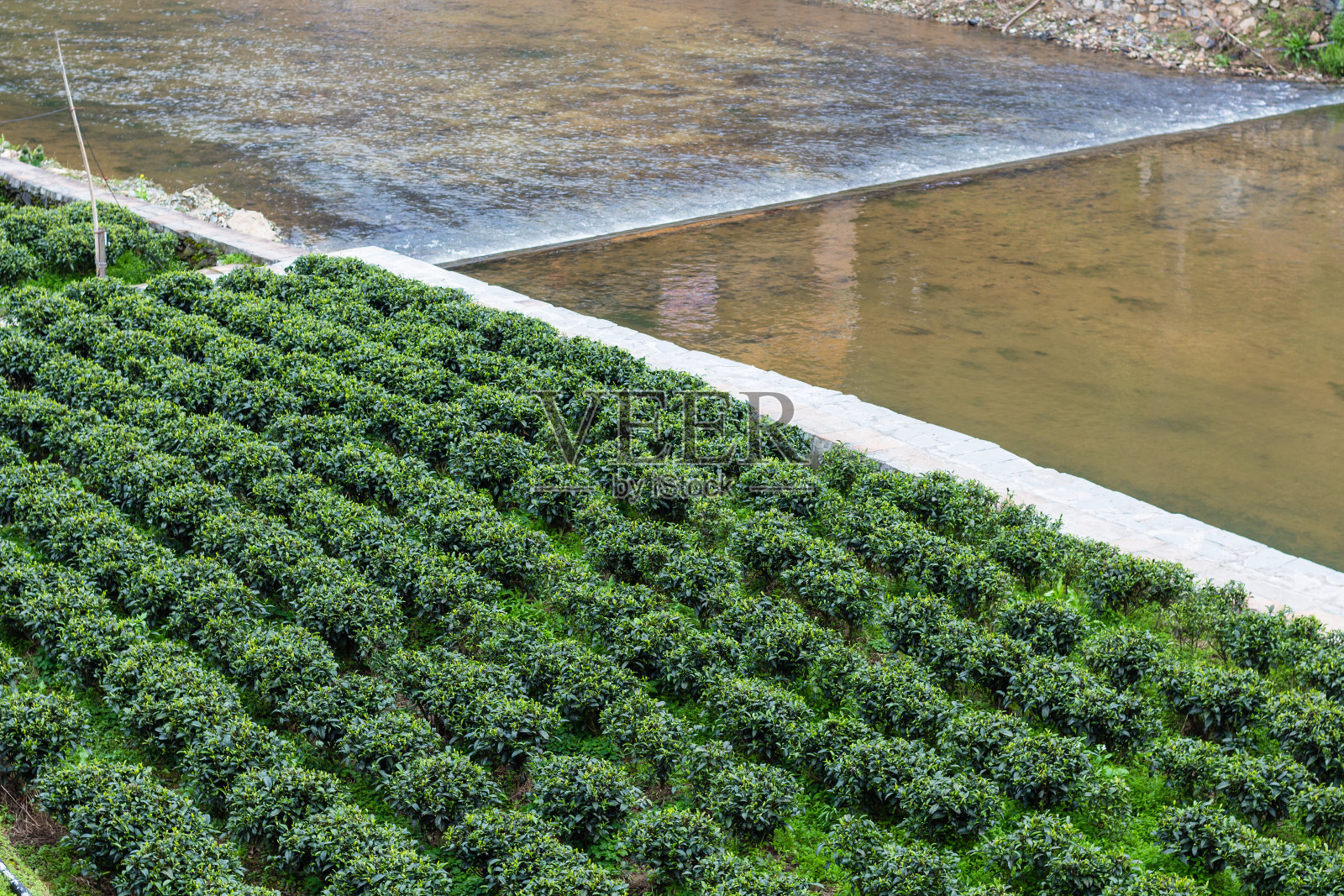 灌溉运河附近的绿茶种植园照片摄影图片