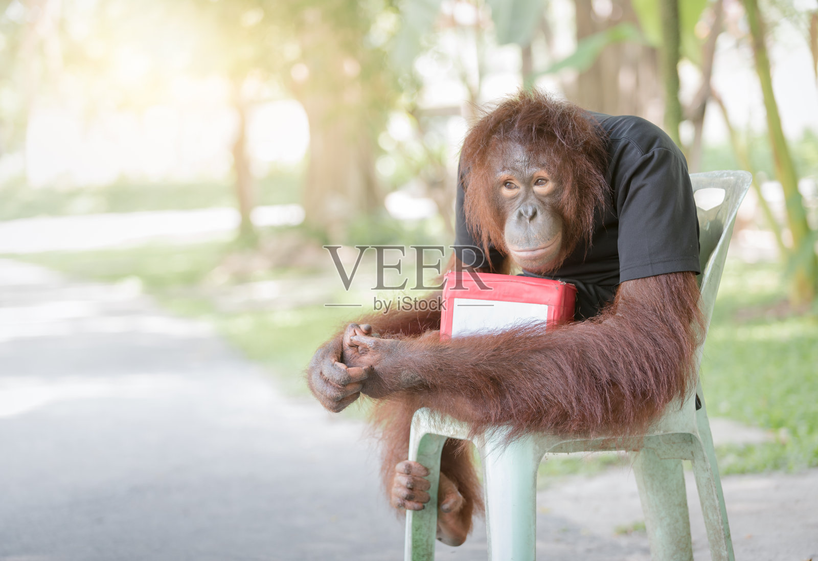 黑猩猩猴子坐在椅子上和捐款箱一起照片摄影图片