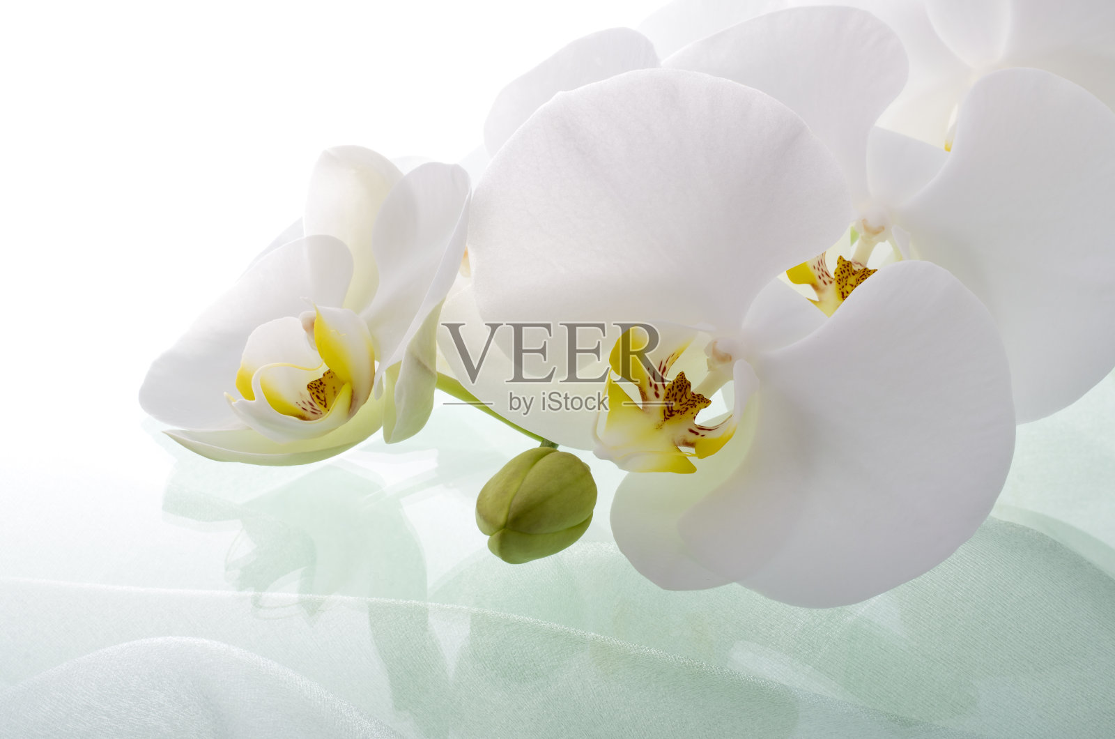 胡蝶蘭とエメラルドグリーンのオーガンジー照片摄影图片