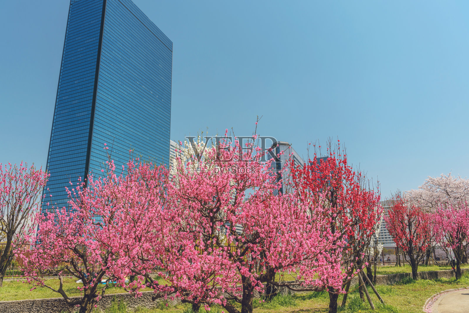 桃树和城市景观照片摄影图片