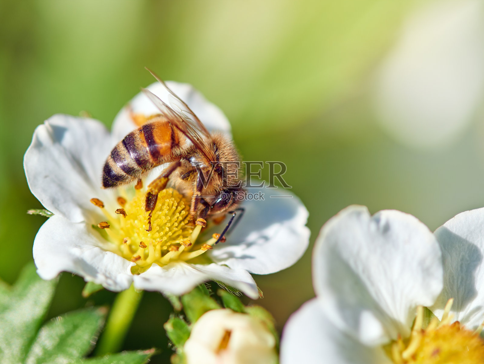 蜜蜂在草莓花上照片摄影图片