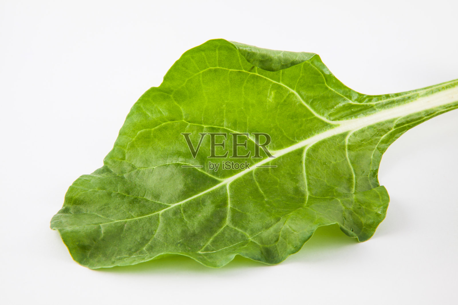 甜菜(Beta vulgaris subsp.)寻常的)照片摄影图片