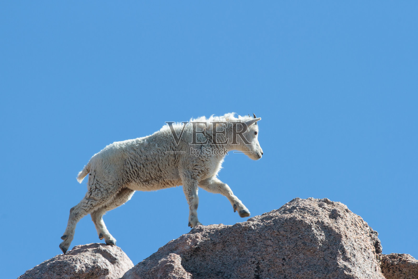 科罗拉多落基山脉的野山羊照片摄影图片