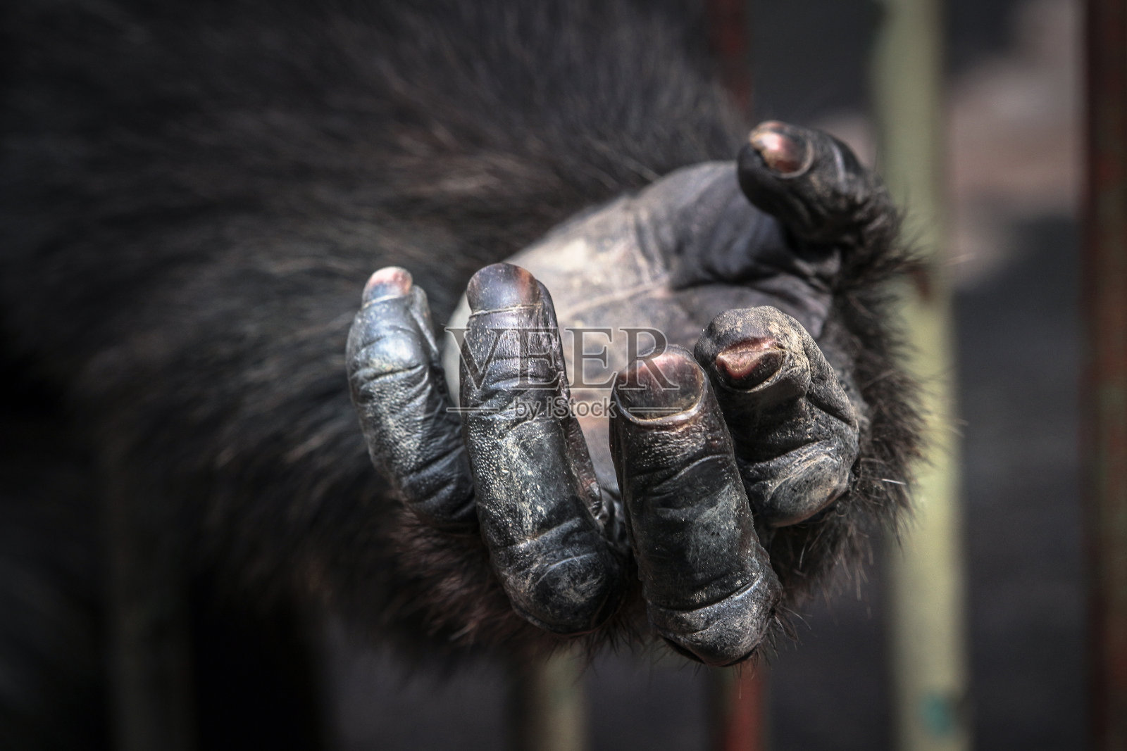 被囚禁的黑猩猩希望得到帮助和自由照片摄影图片