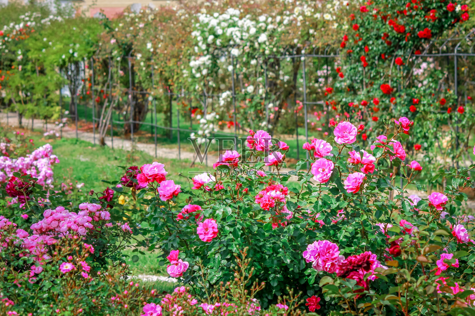 美丽的多色玫瑰在观赏花园。照片摄影图片