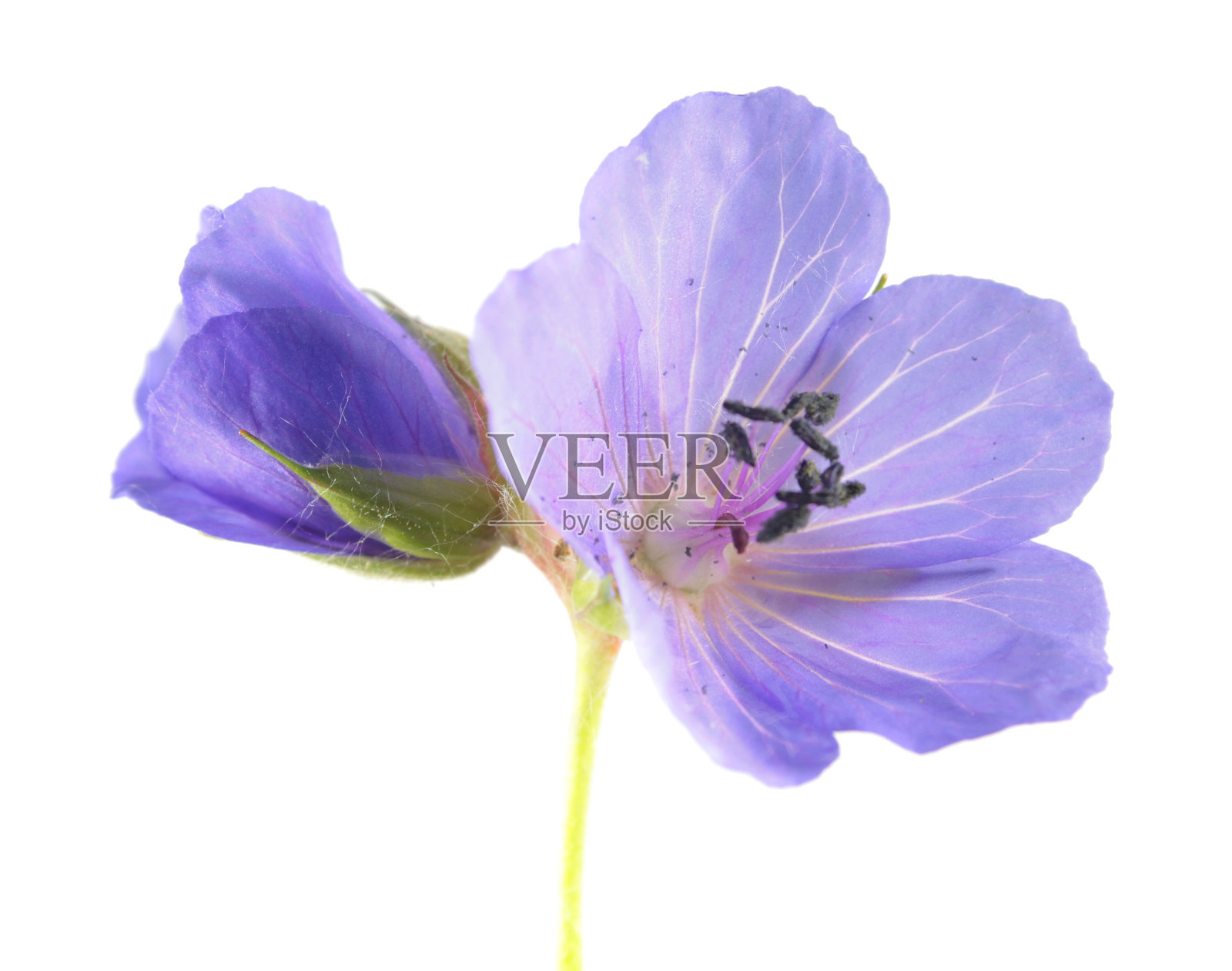 草甸天竺葵或草甸鹤(天竺葵)的蓝色花，孤立在白色背景上照片摄影图片