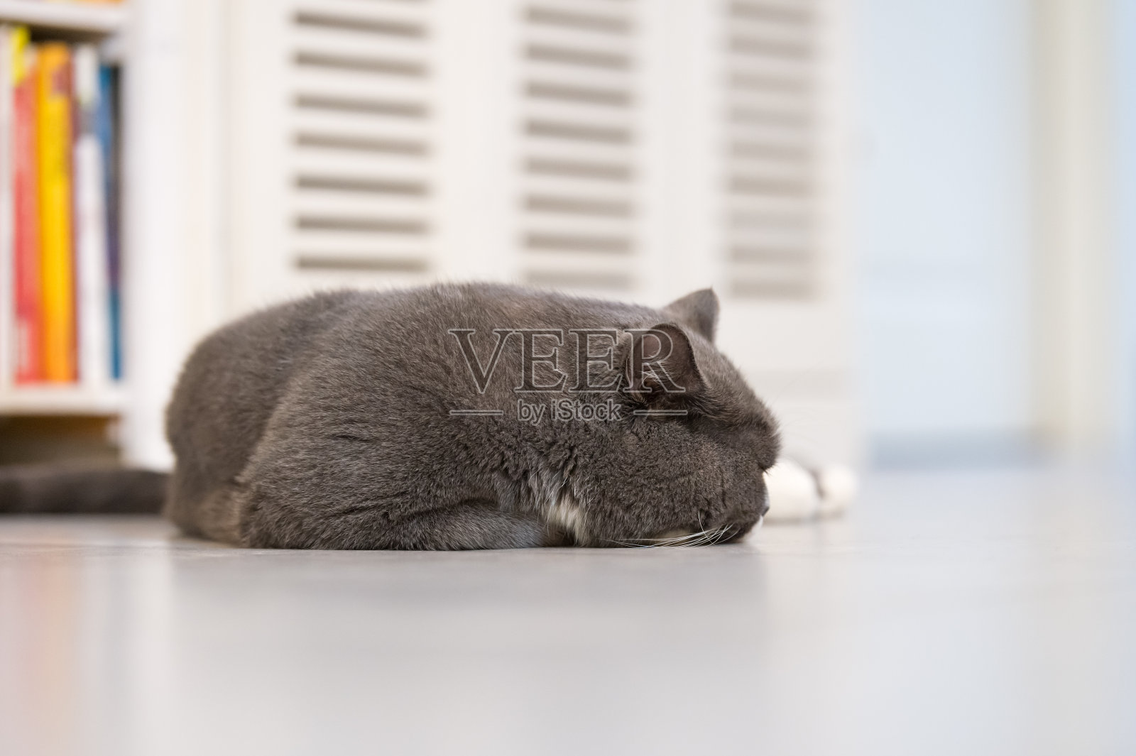 灰色的英国短毛猫，躺在地板上照片摄影图片