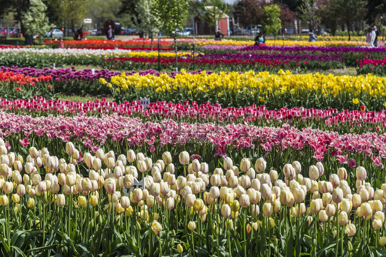 荷兰，密歇根郁金香节期间的郁金香花园照片摄影图片