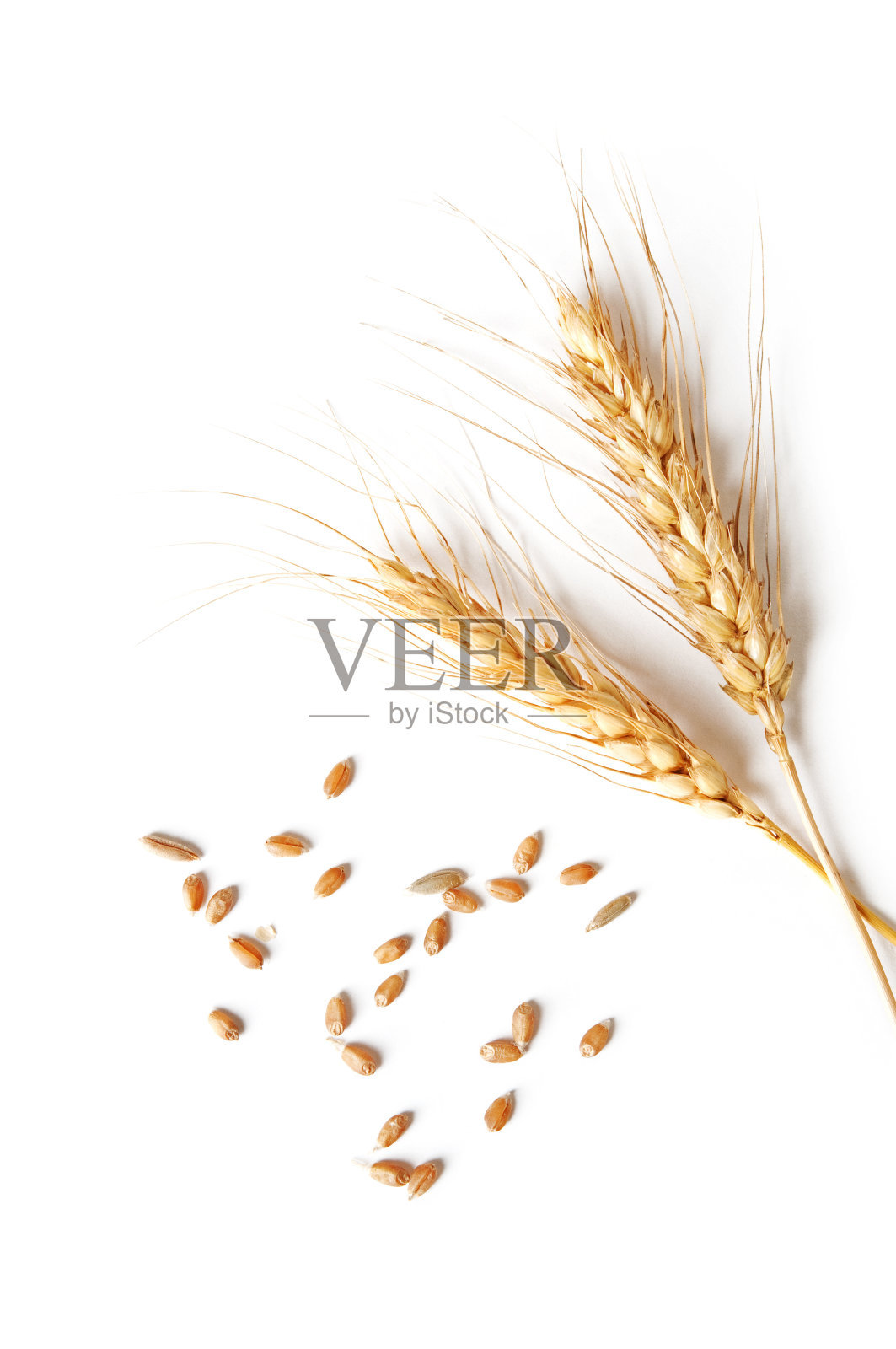 白色背景上的小穗和小麦粒照片摄影图片