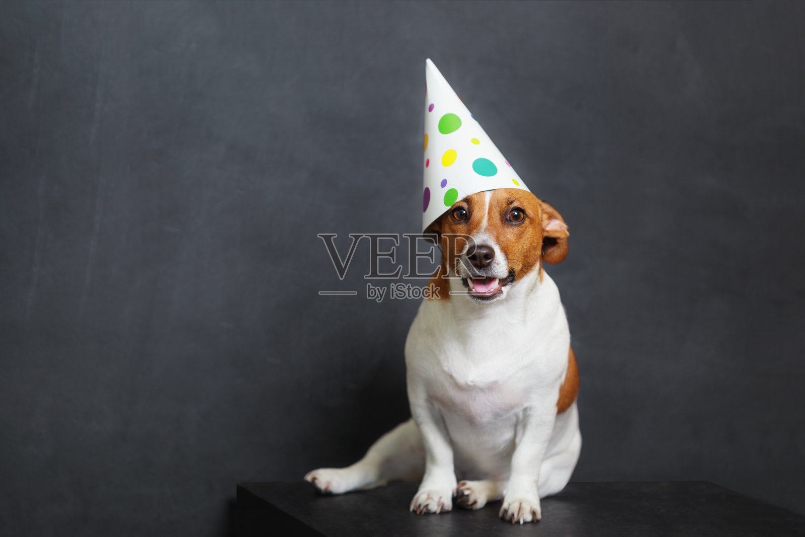 可爱的狗在嘉年华派对帽子庆祝生日照片摄影图片