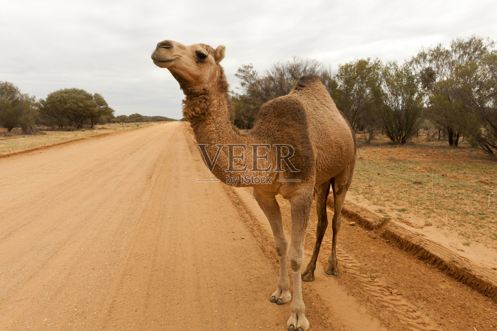 澳大利亚中部路边的骆驼照片摄影图片