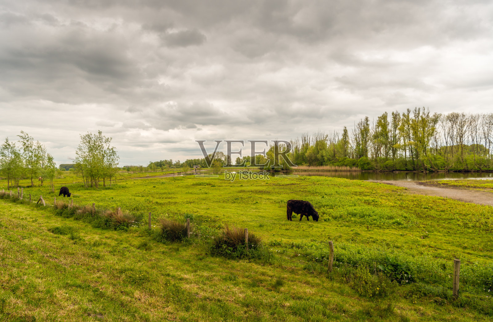 多云的天空和两只黑褐色的加洛威牛在吃草照片摄影图片