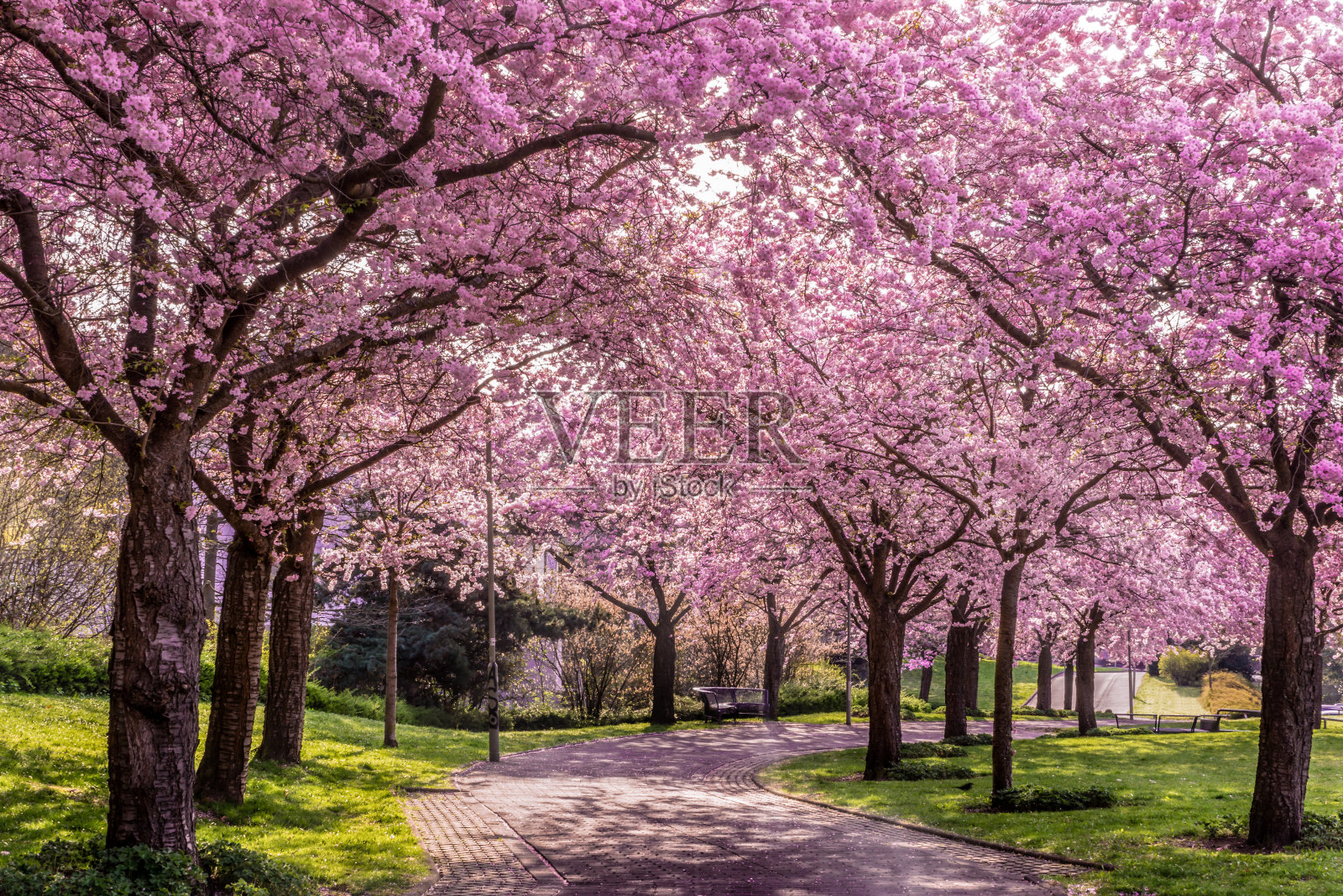 城市里的樱桃树小巷照片摄影图片