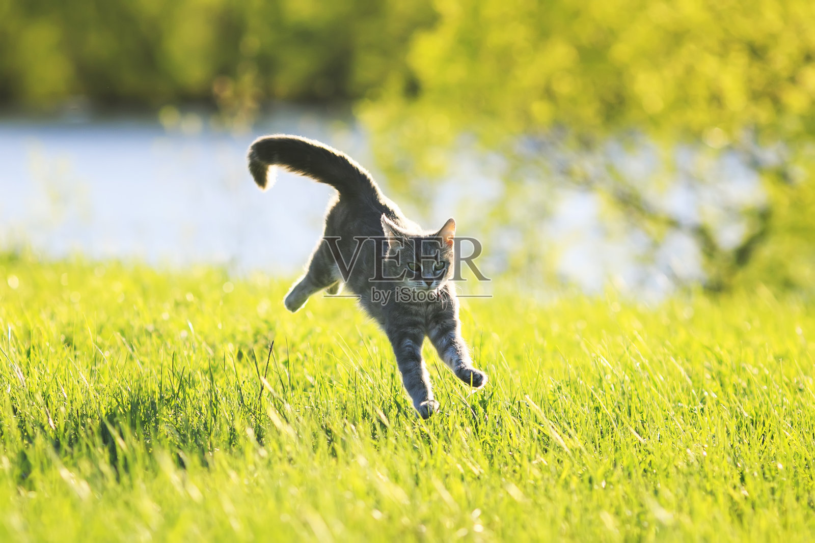 甜美的虎斑猫在阳光明媚的夏天在绿色的草地上奔跑照片摄影图片