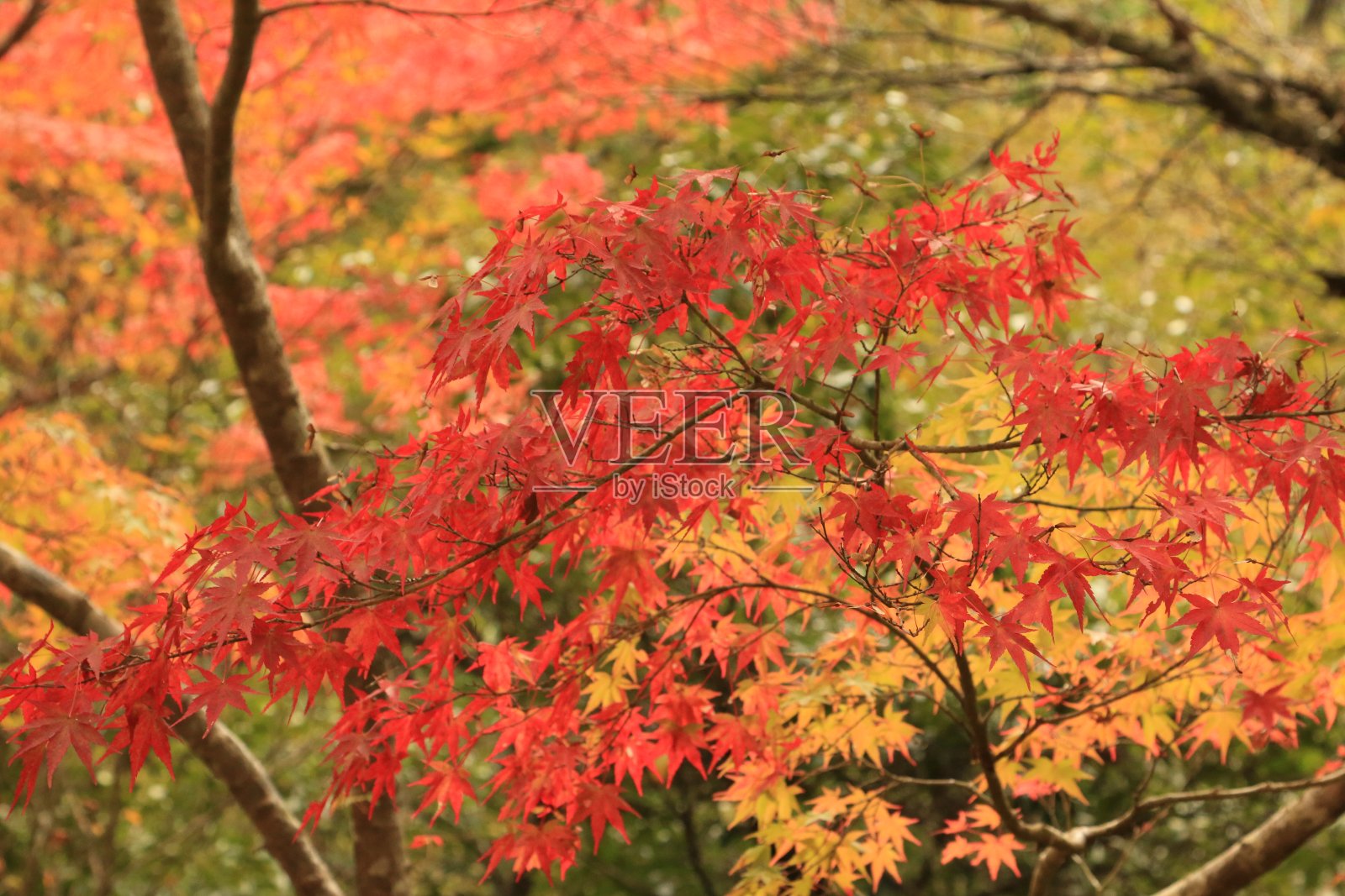 枫叶的秋叶照片摄影图片
