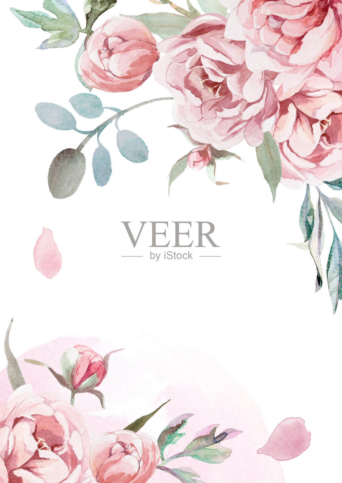 水彩淡粉色，玫瑰牡丹与灰色的草在白色背景的问候卡背景图片素材