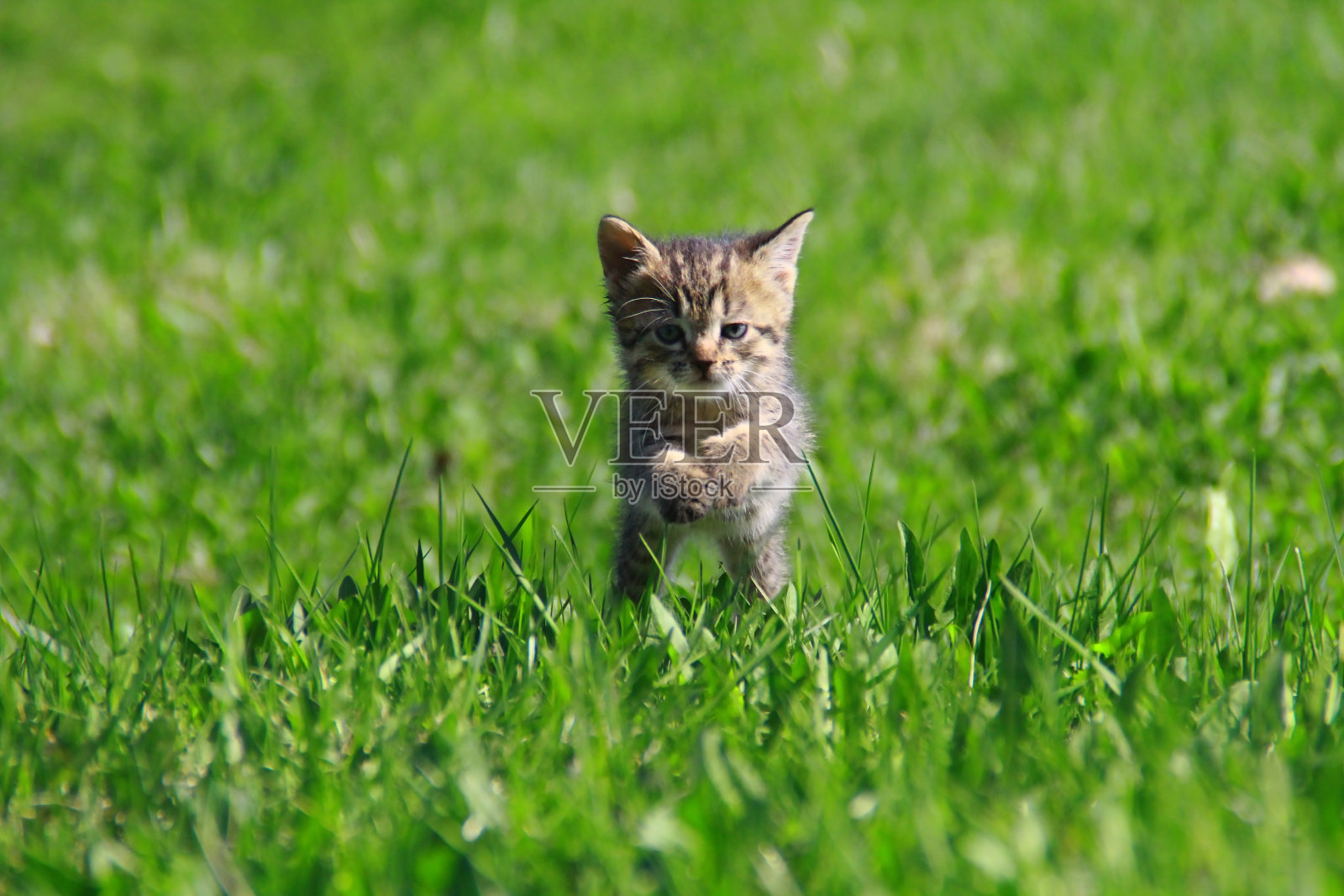 草地上的小猫照片摄影图片