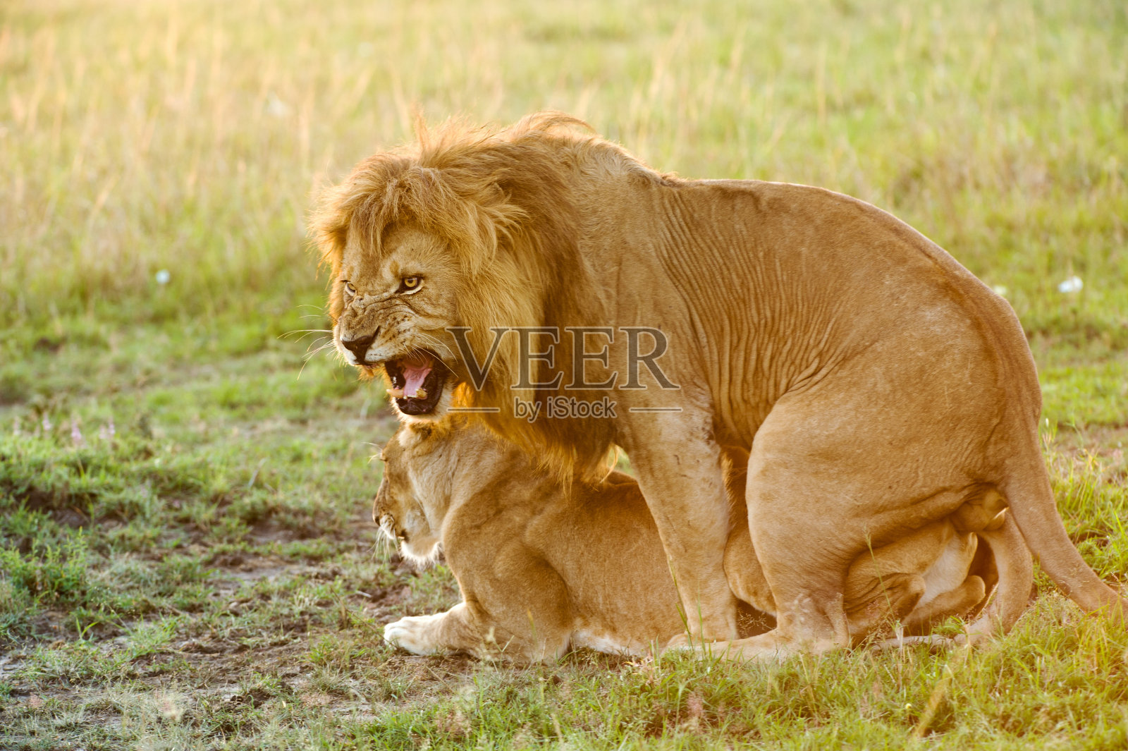 狮子繁殖过程图片