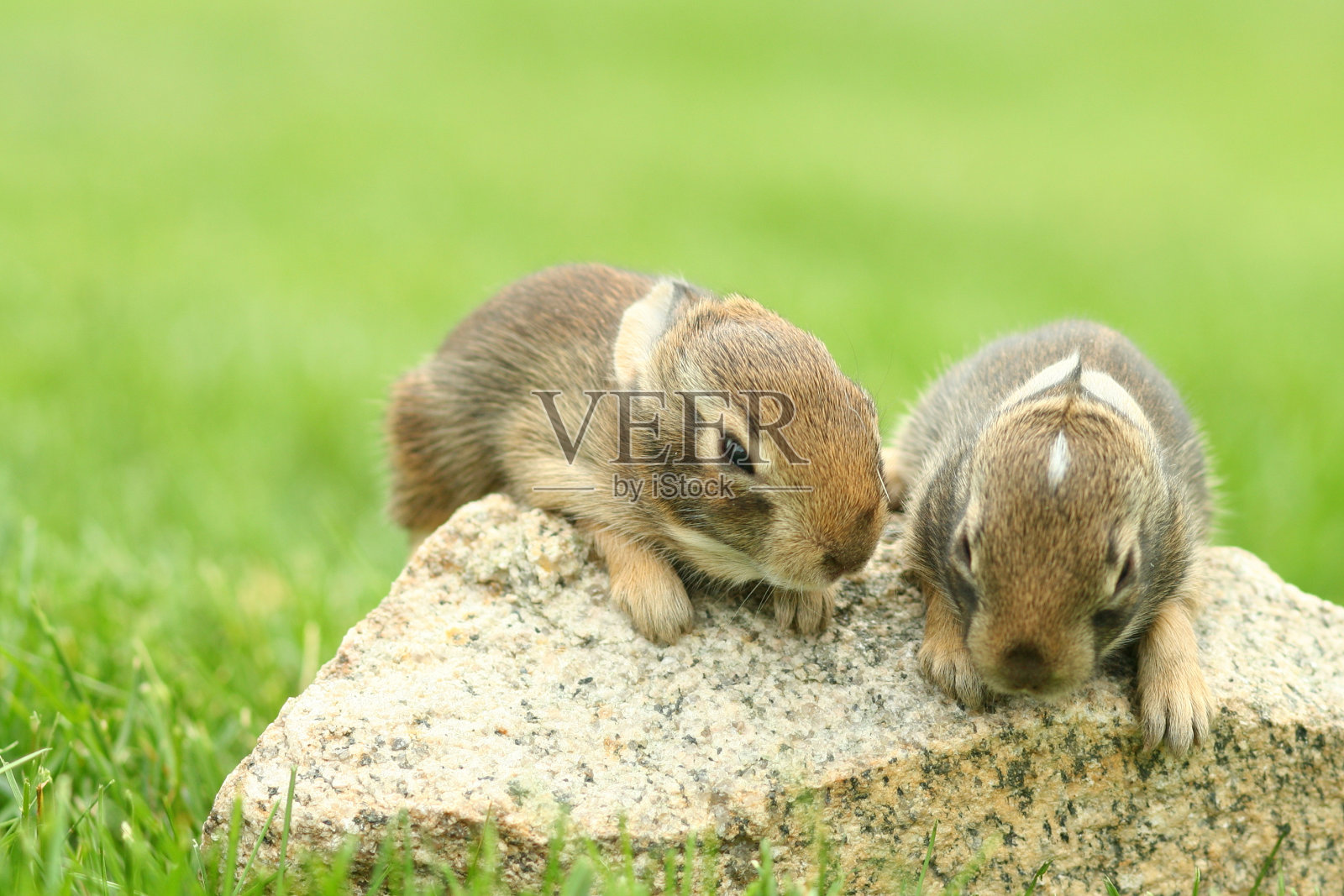 自然:野生兔宝宝照片摄影图片