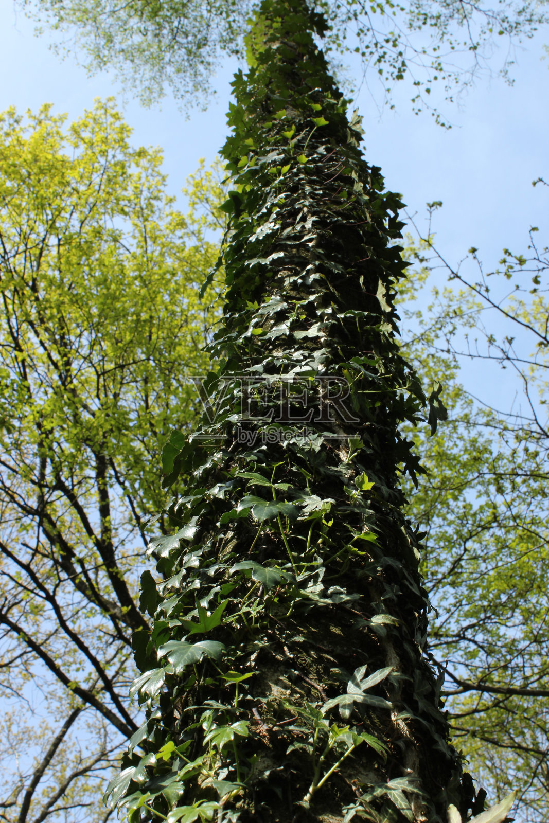长树干与常春藤照片摄影图片