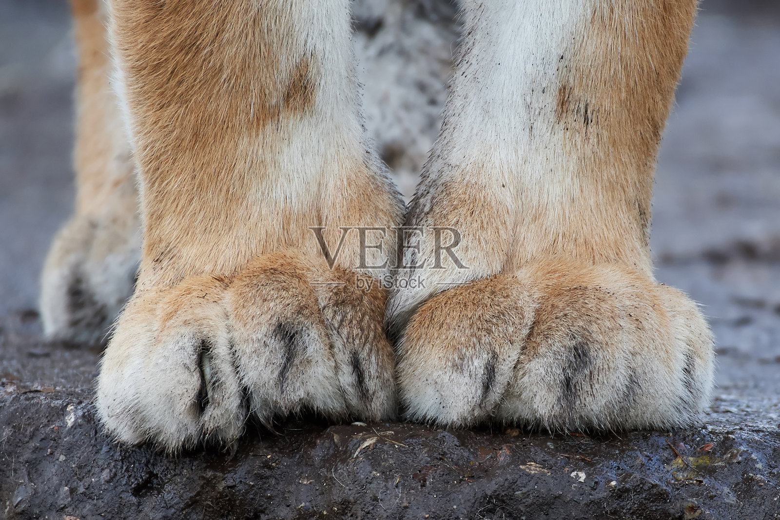 西伯利亚虎的爪子(阿尔泰卡虎)照片摄影图片
