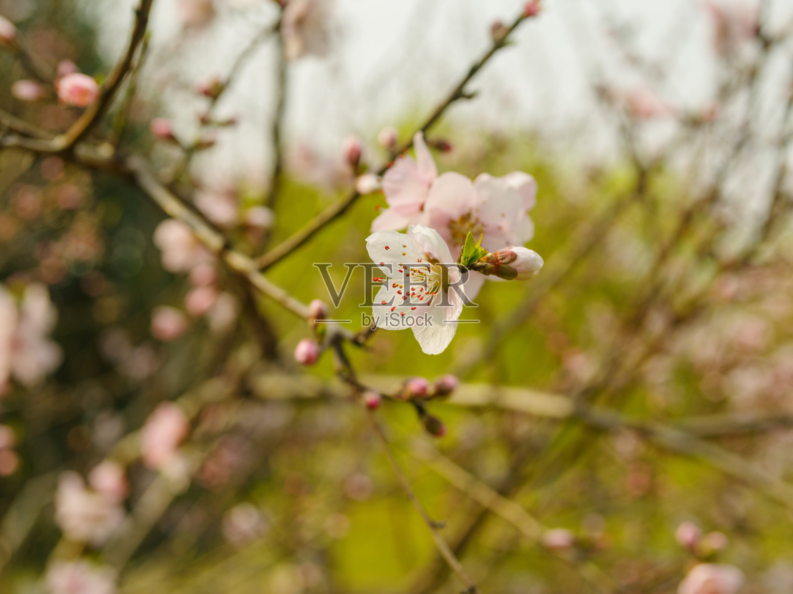 春天的花系列，美丽的粉红色桃花与模糊的背景在复古模式宏。照片摄影图片
