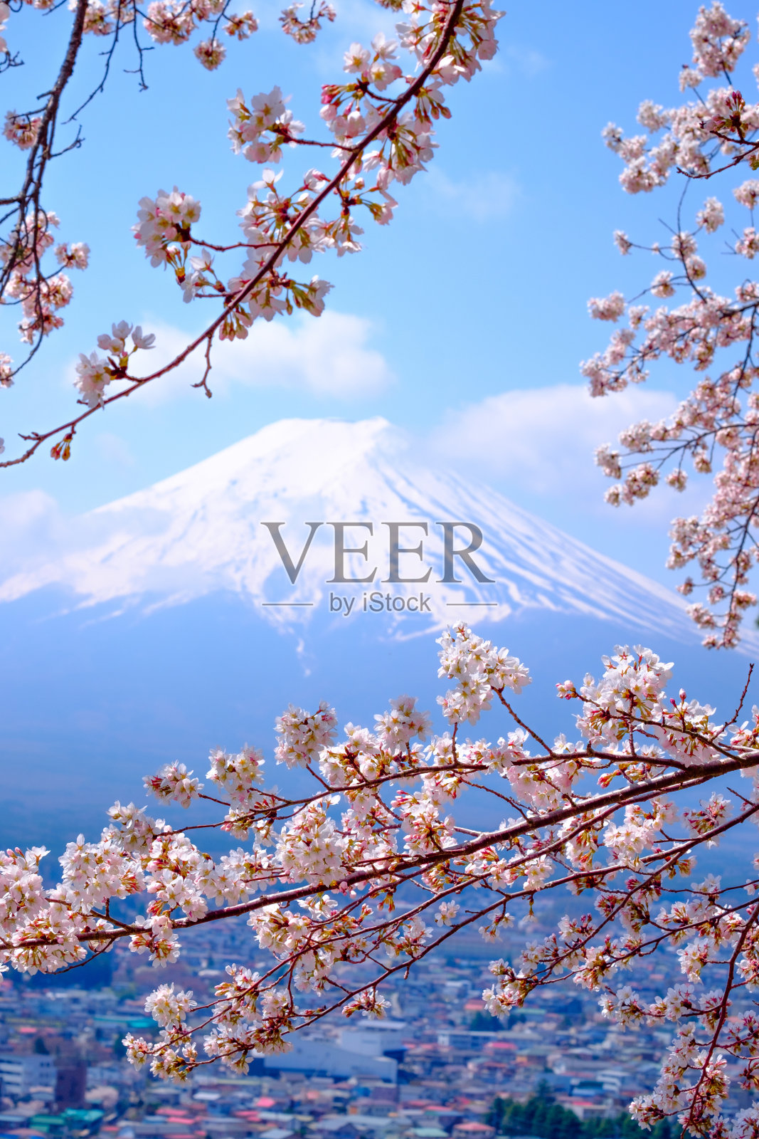 美丽的樱花与富士山，日本照片摄影图片