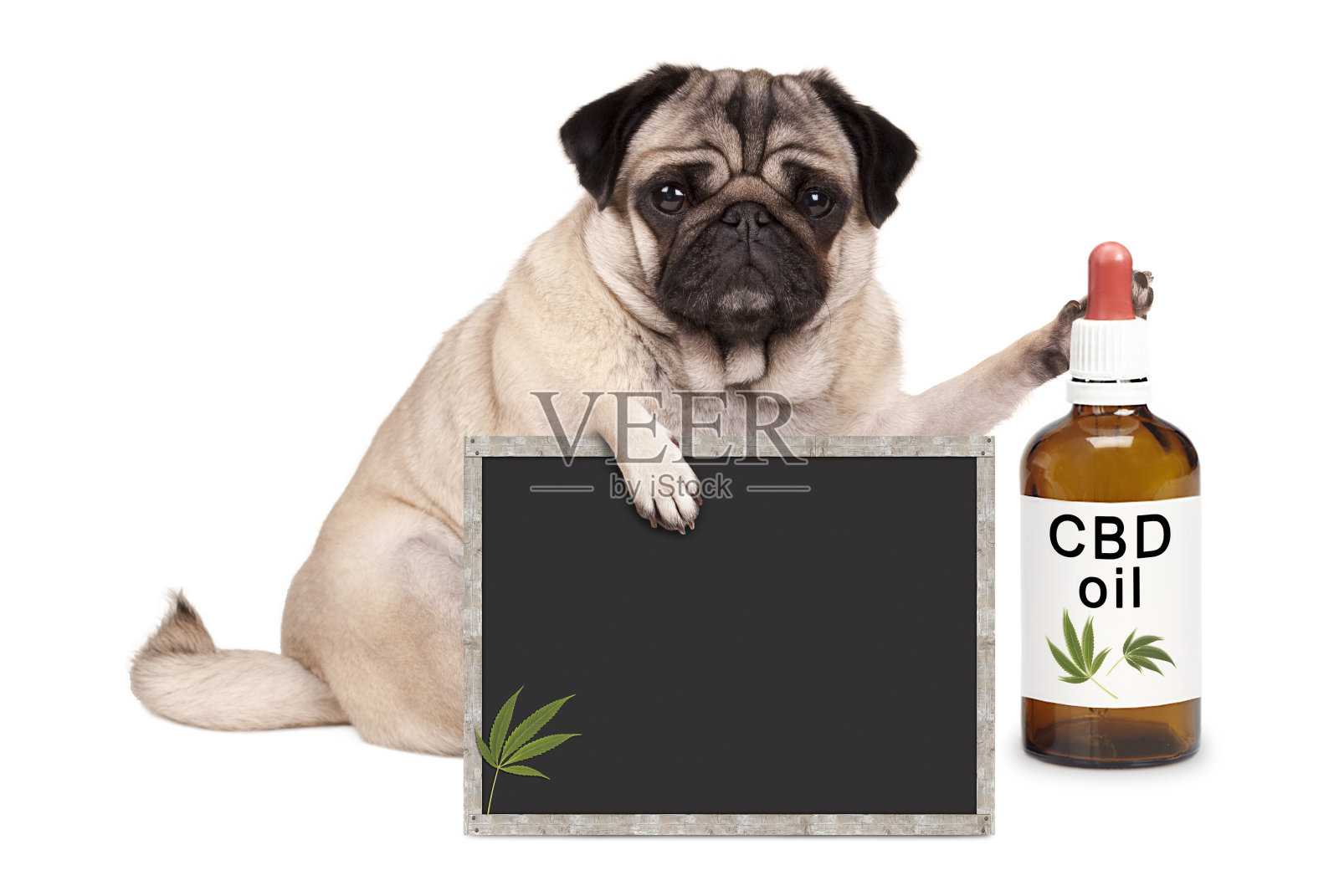 可爱的哈巴狗狗坐在一瓶CBD油和黑板标志，孤立在白色的背景照片摄影图片