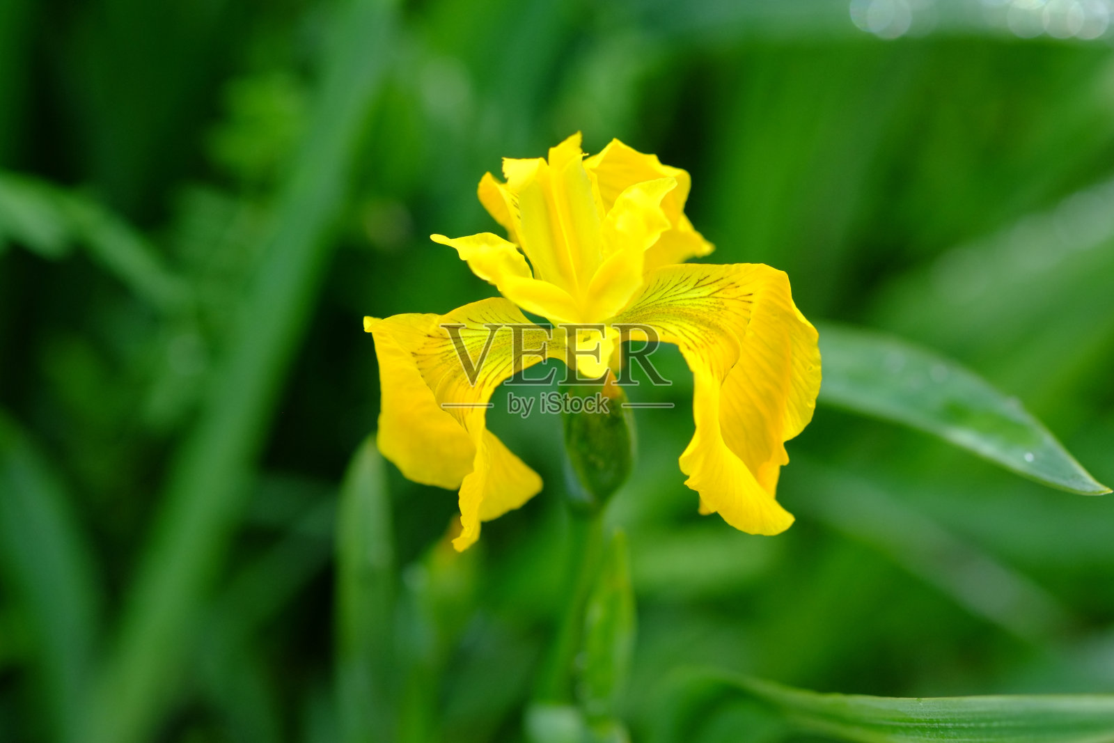 一朵鲜黄色的小花。照片摄影图片