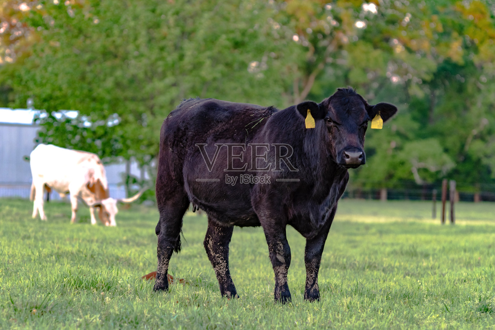 安格斯牛在绿色牧场-水平照片摄影图片